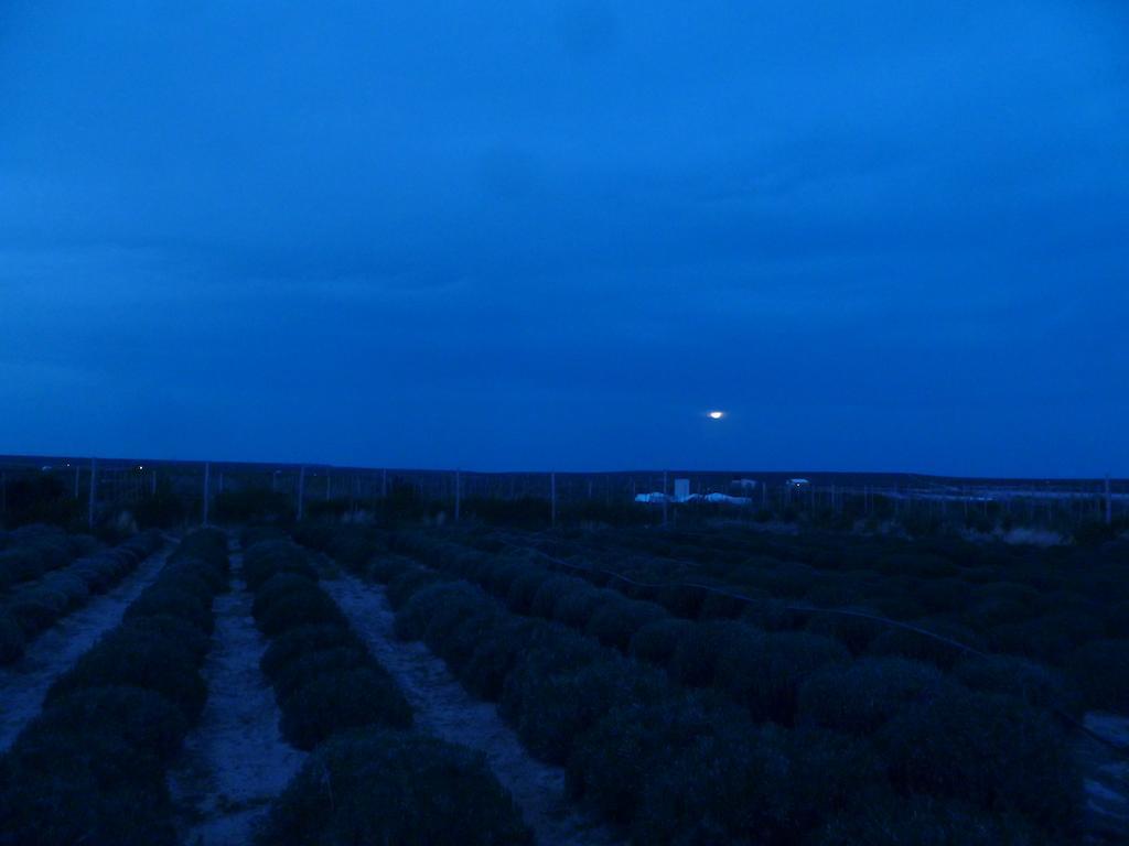Villa La Calandria Casa De Campo à Puerto Madryn Extérieur photo